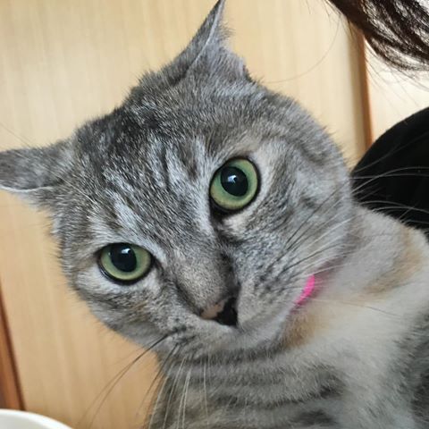 動物画像で時代劇を作るトピ