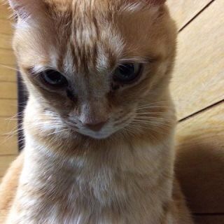 動物画像で時代劇を作るトピ