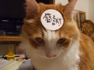 動物画像で時代劇を作るトピ