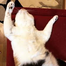 動物画像で時代劇を作るトピ