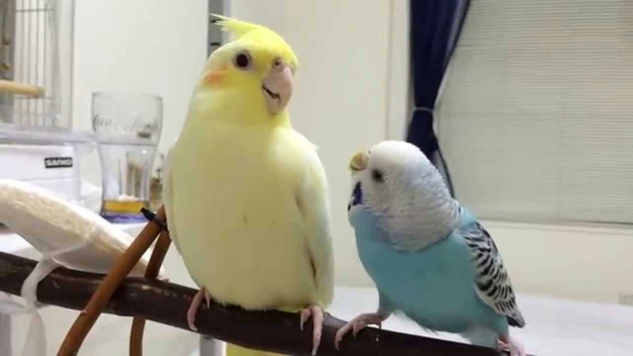動物画像で時代劇を作るトピ
