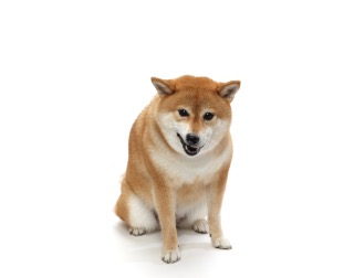 動物画像で時代劇を作るトピ
