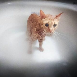動物画像で時代劇を作るトピ