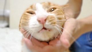 動物画像で時代劇を作るトピ