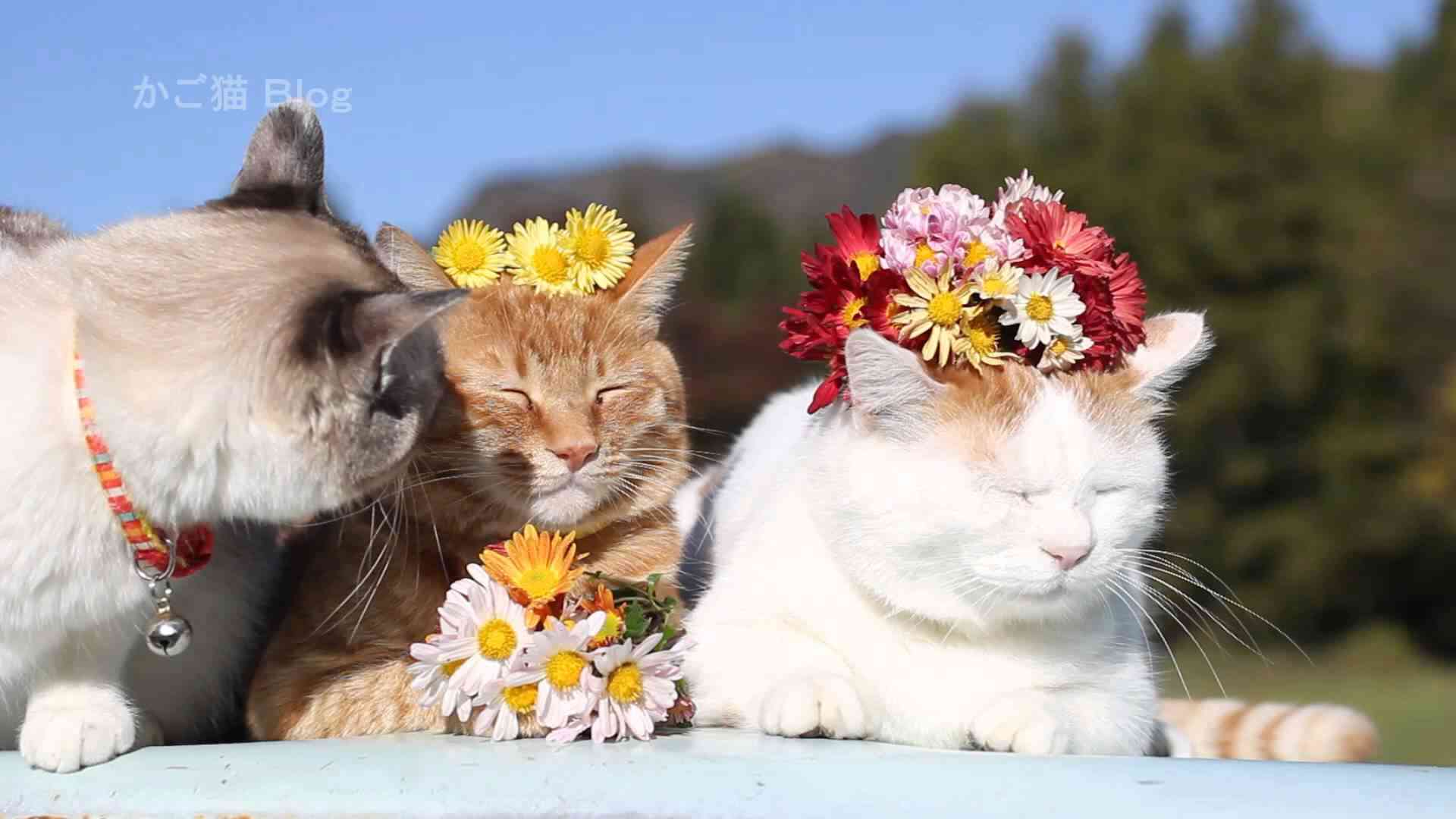 動物画像で時代劇を作るトピ