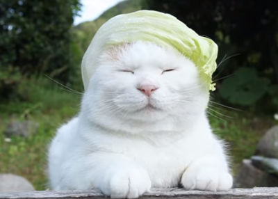 動物画像で時代劇を作るトピ