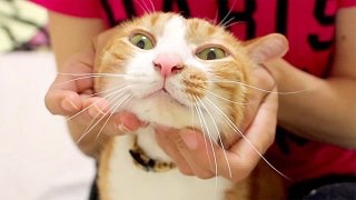 動物画像で時代劇を作るトピ