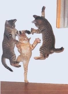 動物画像で時代劇を作るトピ