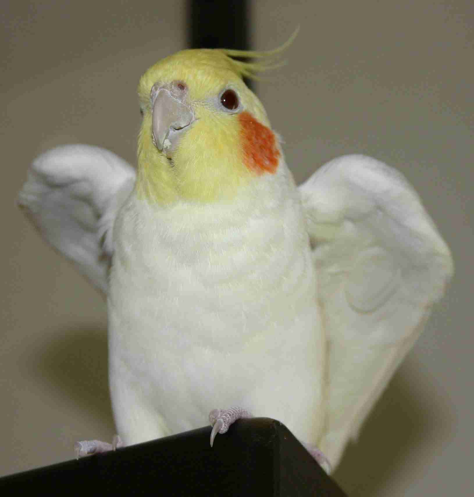 動物画像で時代劇を作るトピ