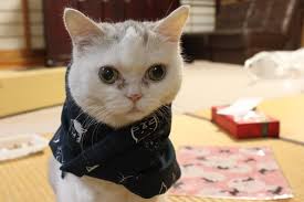 動物画像で時代劇を作るトピ