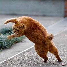 動物画像で時代劇を作るトピ