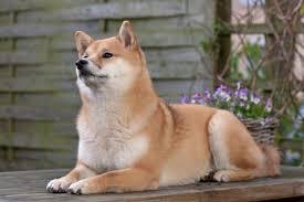 動物画像で時代劇を作るトピ