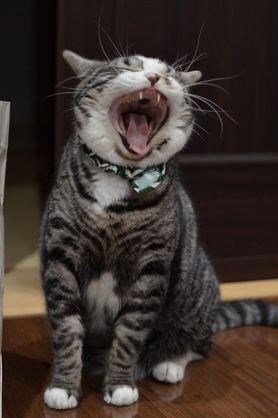 動物画像で時代劇を作るトピ