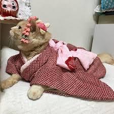 動物画像で時代劇を作るトピ