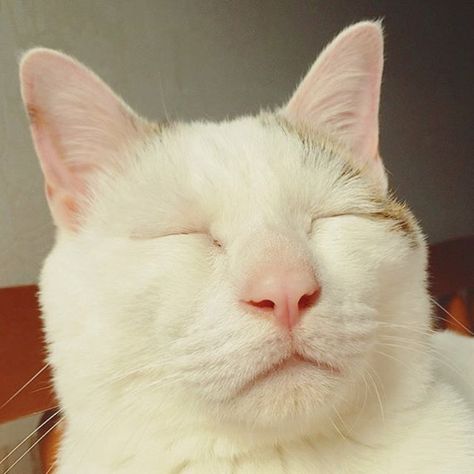 動物画像で時代劇を作るトピ