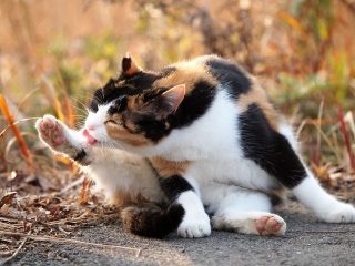 動物画像で時代劇を作るトピ