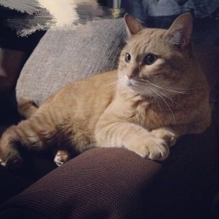 動物画像で時代劇を作るトピ
