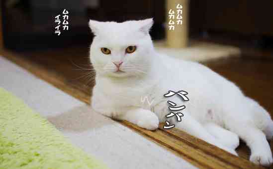 動物画像で時代劇を作るトピ