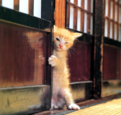 動物画像で時代劇を作るトピ