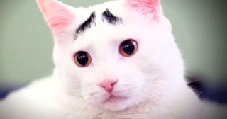 動物画像で時代劇を作るトピ