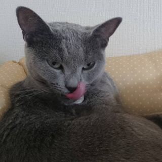 動物画像で時代劇を作るトピ