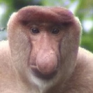 動物の名前を晝いて