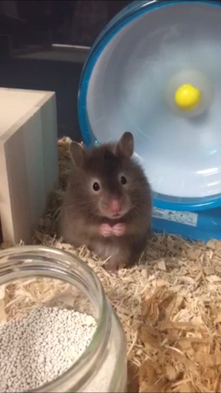 家にある1番可愛いと思うやつを載せていくトピ