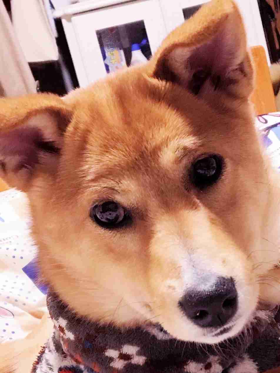 家にある1番可愛いと思うやつを載せていくトピ