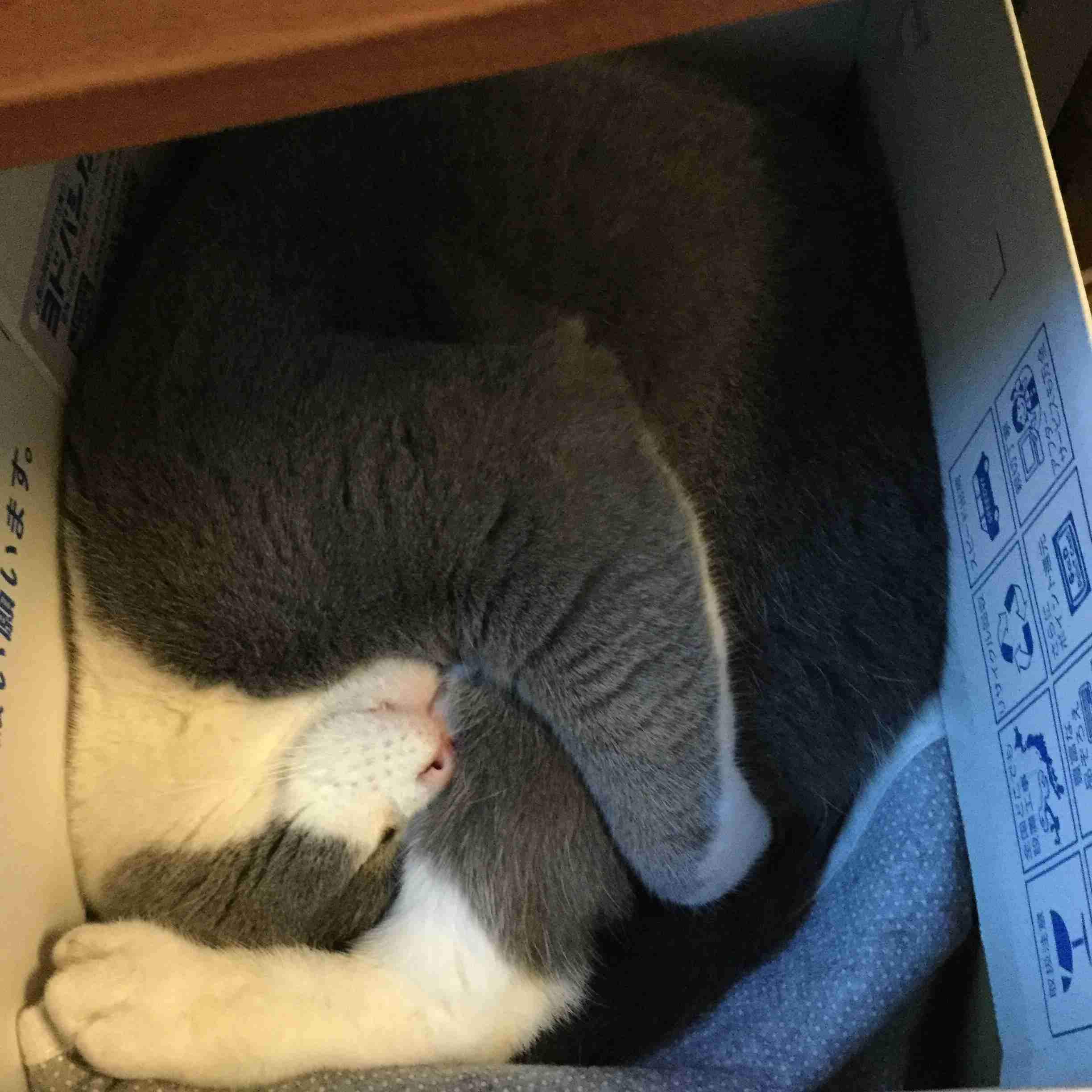 家にある1番可愛いと思うやつを載せていくトピ