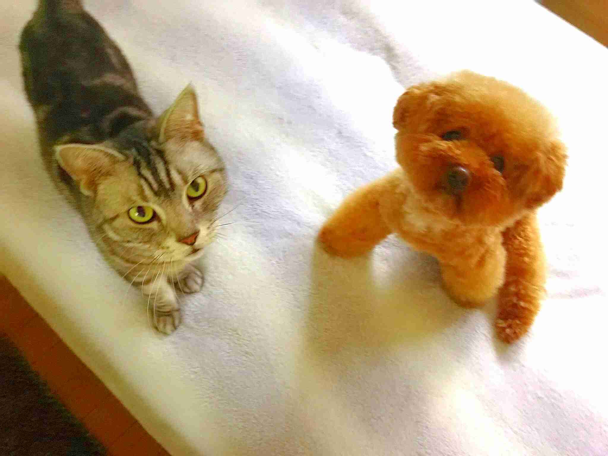 家にある1番可愛いと思うやつを載せていくトピ