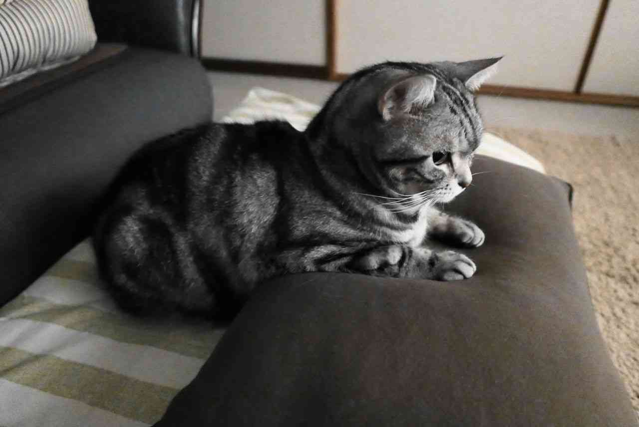 ペットにひと言言ってやりたい。
