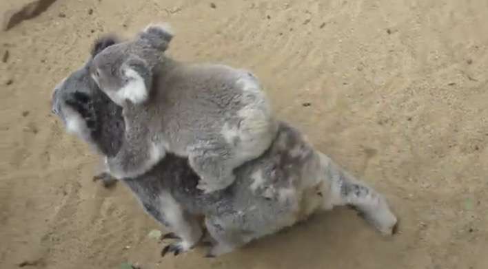 コアラが集まるトピ