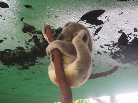 コアラが集まるトピ