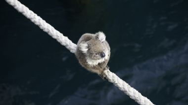 コアラが集まるトピ