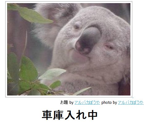 コアラが集まるトピ