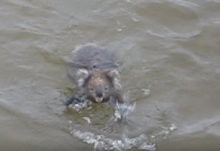 コアラが集まるトピ