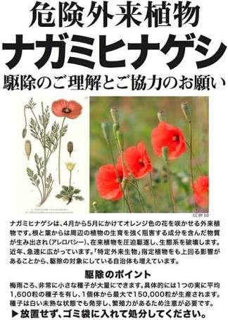 強毒「ヒアリ」国内初確認　環境省「侵入否定できぬ」