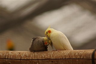 オカメインコ大好きな方、大集合！