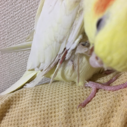 オカメインコ大好きな方、大集合！