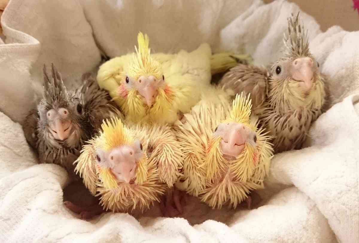 オカメインコ大好きな方、大集合！
