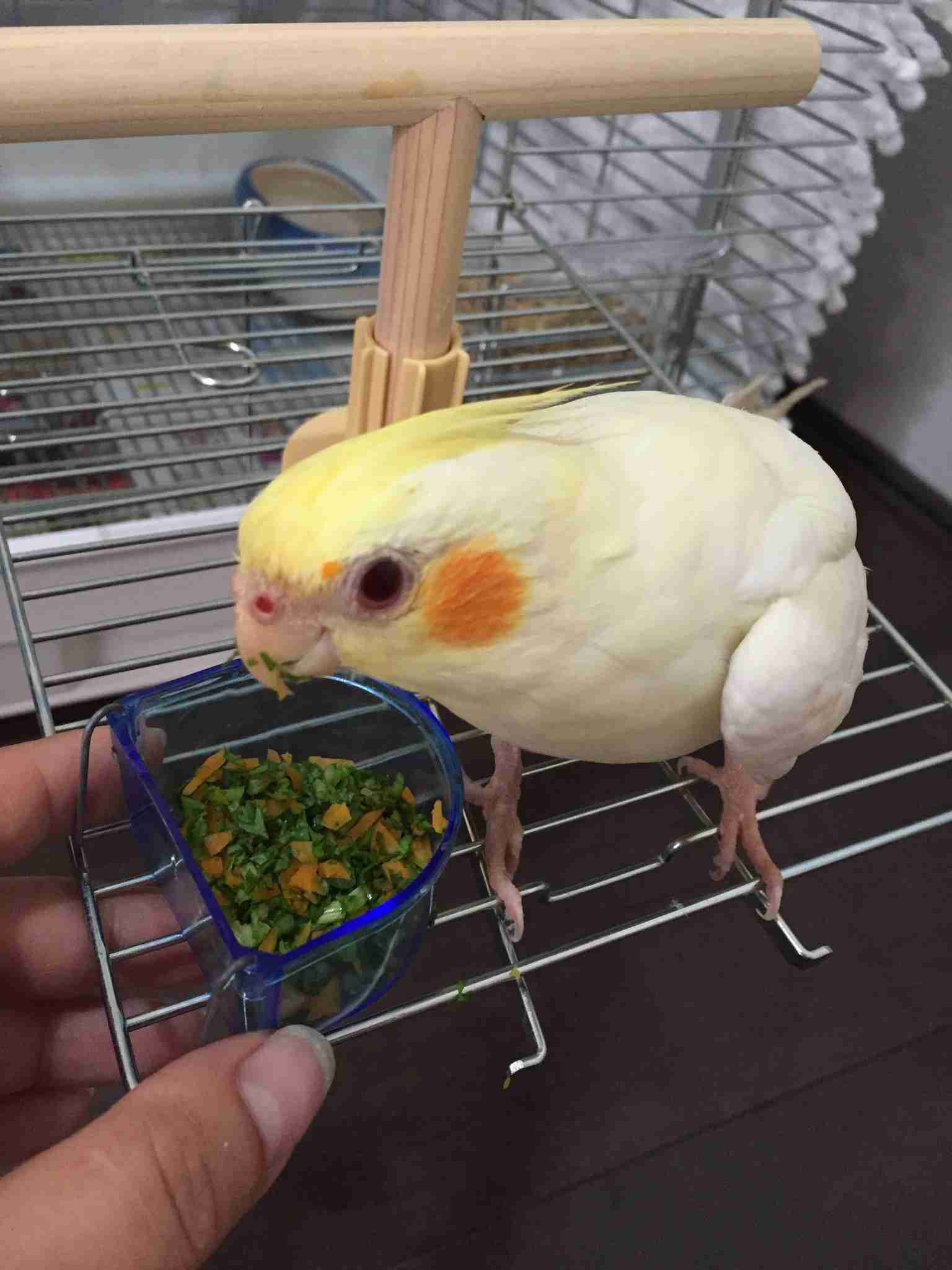 オカメインコ大好きな方、大集合！
