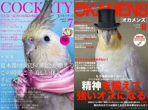 オカメインコ大好きな方、大集合！