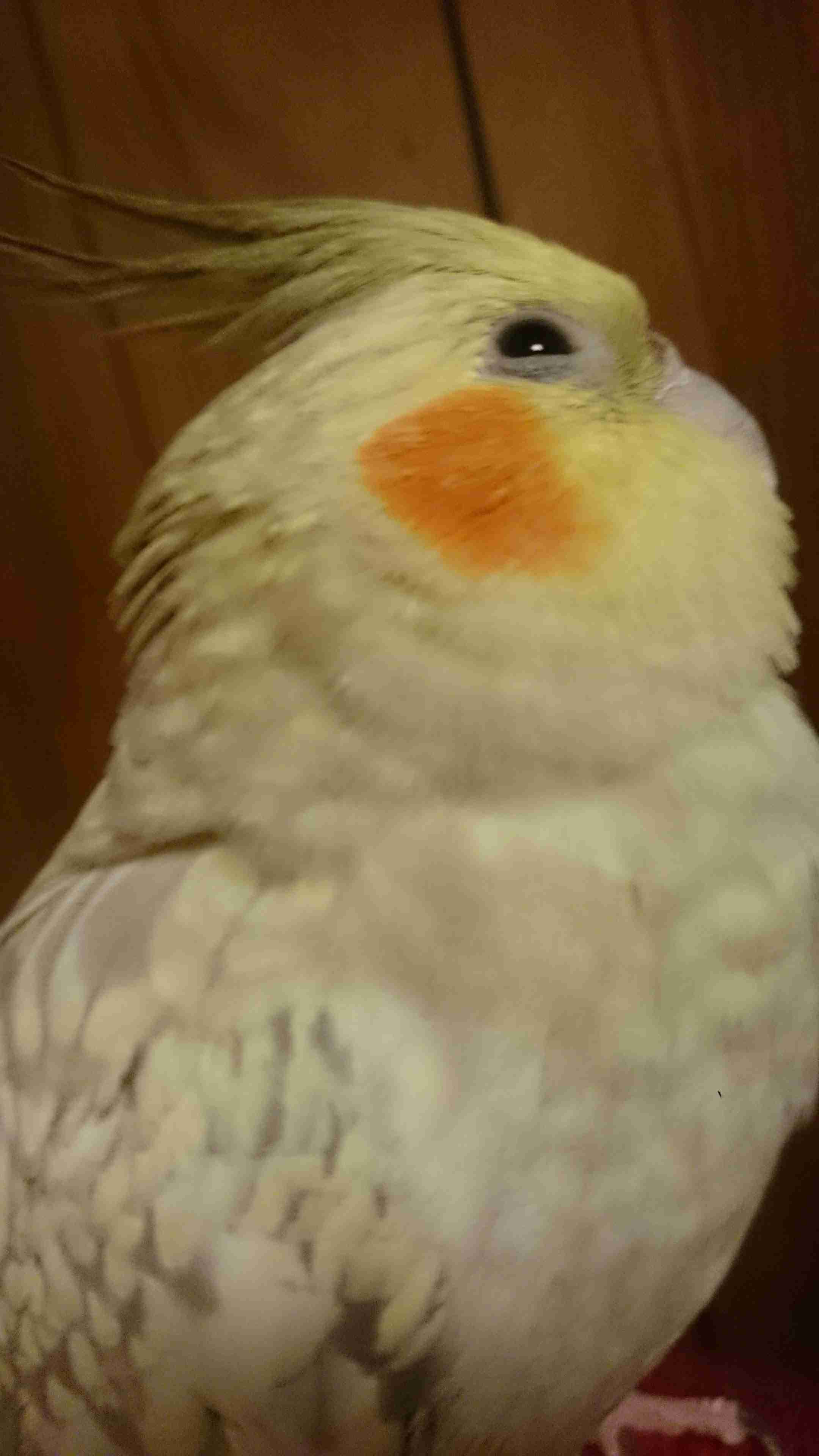 オカメインコ大好きな方、大集合！