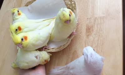 オカメインコ大好きな方、大集合！