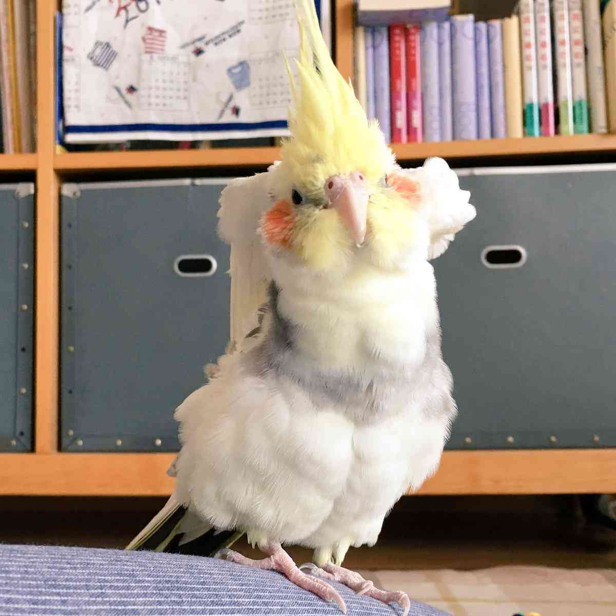 オカメインコ大好きな方、大集合！