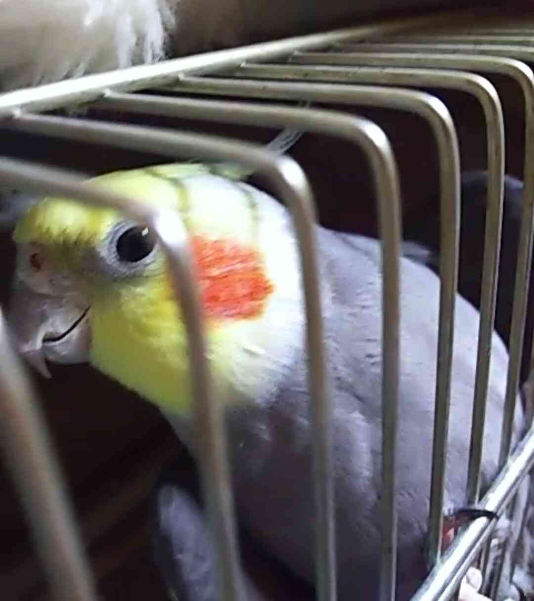 オカメインコ大好きな方、大集合！