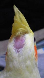 オカメインコ大好きな方、大集合！