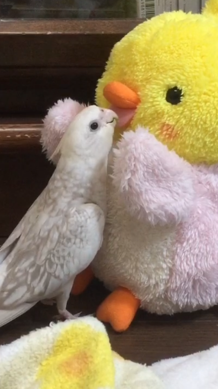 オカメインコ大好きな方、大集合！