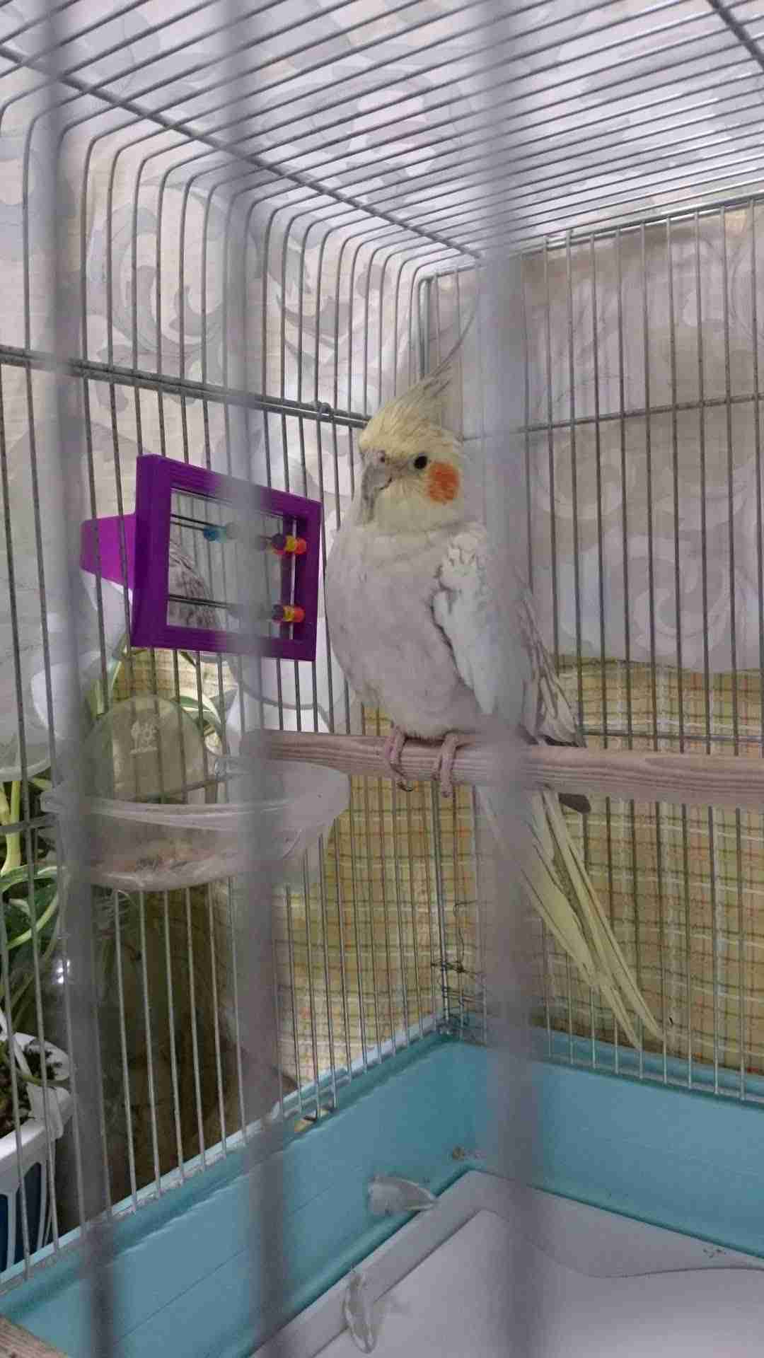 オカメインコ大好きな方、大集合！