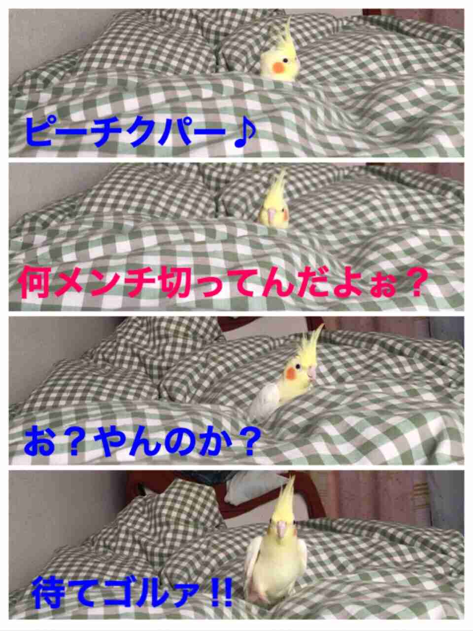 オカメインコ大好きな方、大集合！